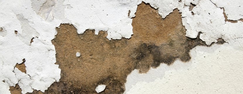 Donât damp-en your festive spirit with worries about damp