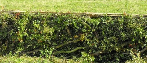 FG Sponsors Local Hedgelaying Competition