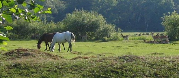Top 10 Reasons To Move To the New Forest