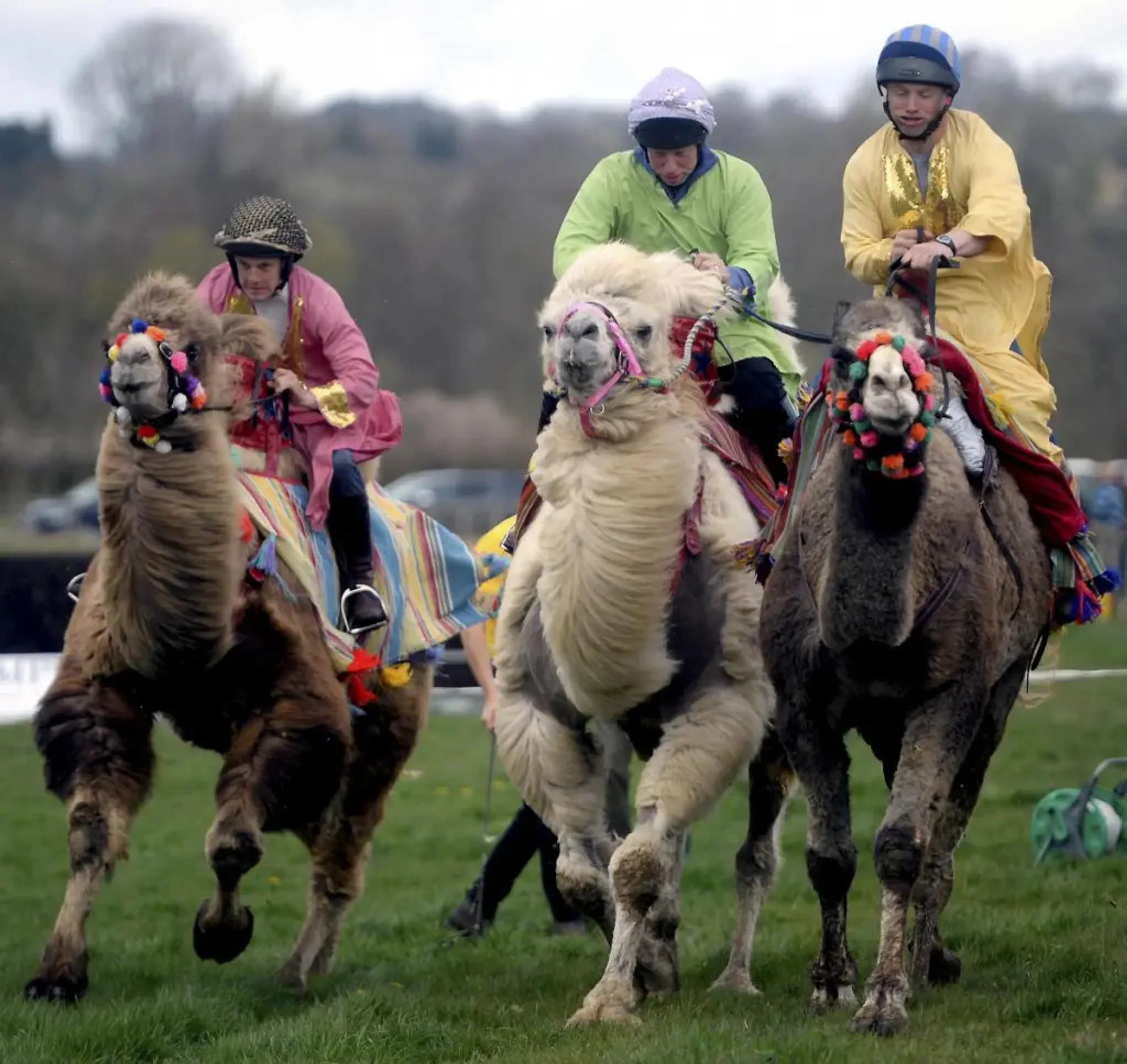 https://mr0.homeflow-assets.co.uk/files/media/image/0000/0000/3b70715fdb6f8692b457bf928756ef5f/Camel.jpg