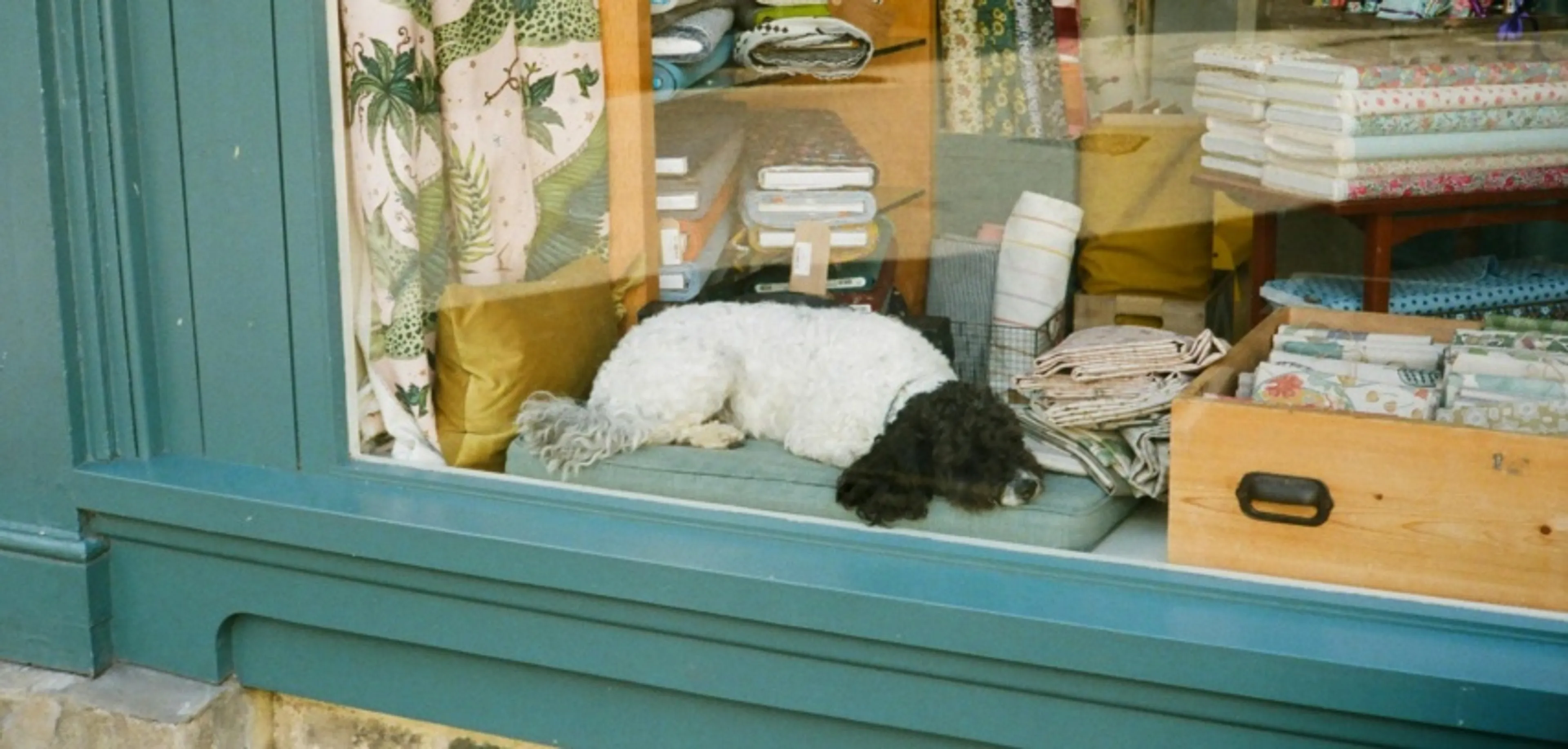 Dog(Small).jpg