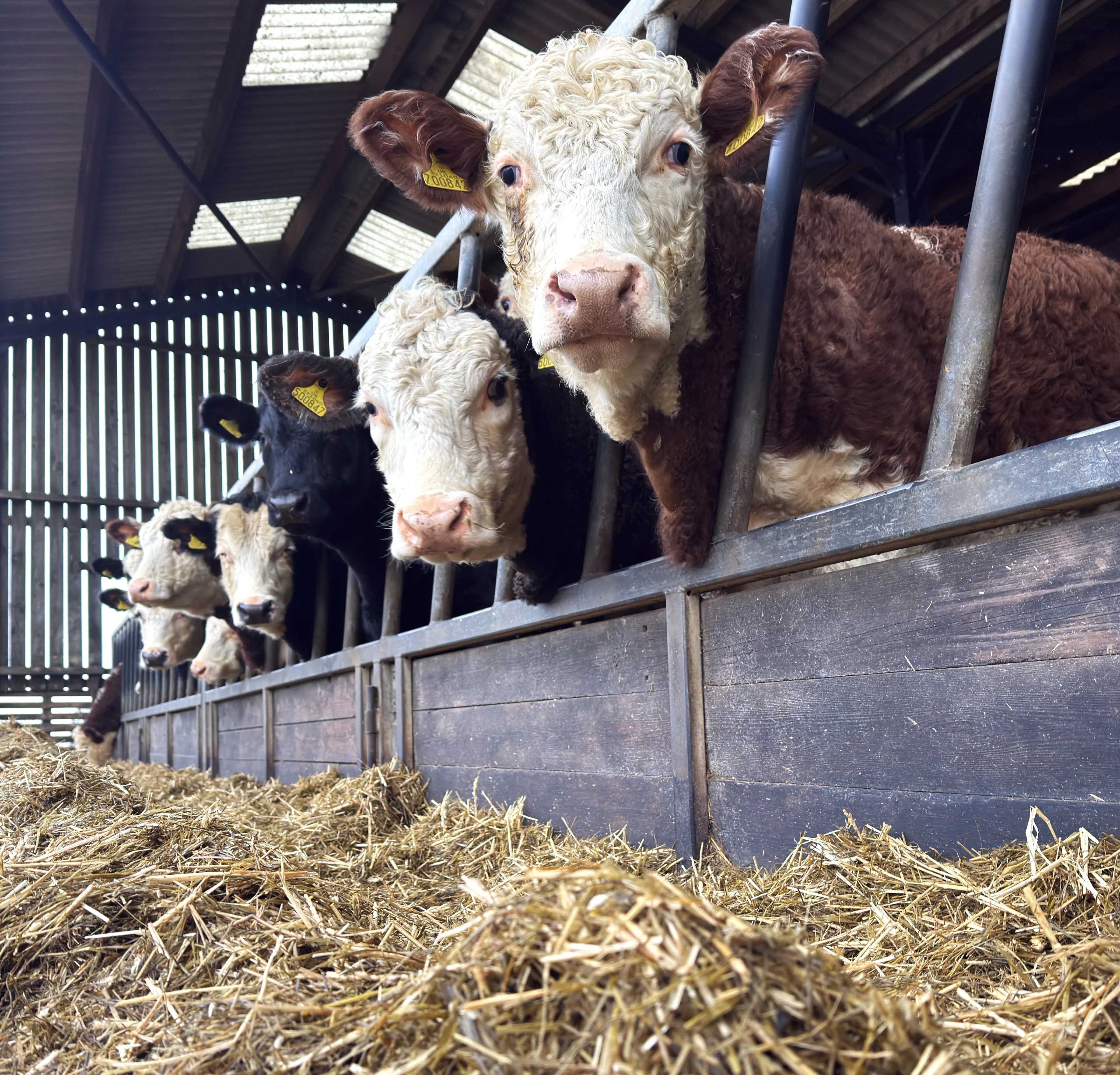 https://mr0.homeflow-assets.co.uk/files/media/image/0000/0000/aea22cb461c652a3bd53b849cfac3a60/yarded_cattle.jpg
