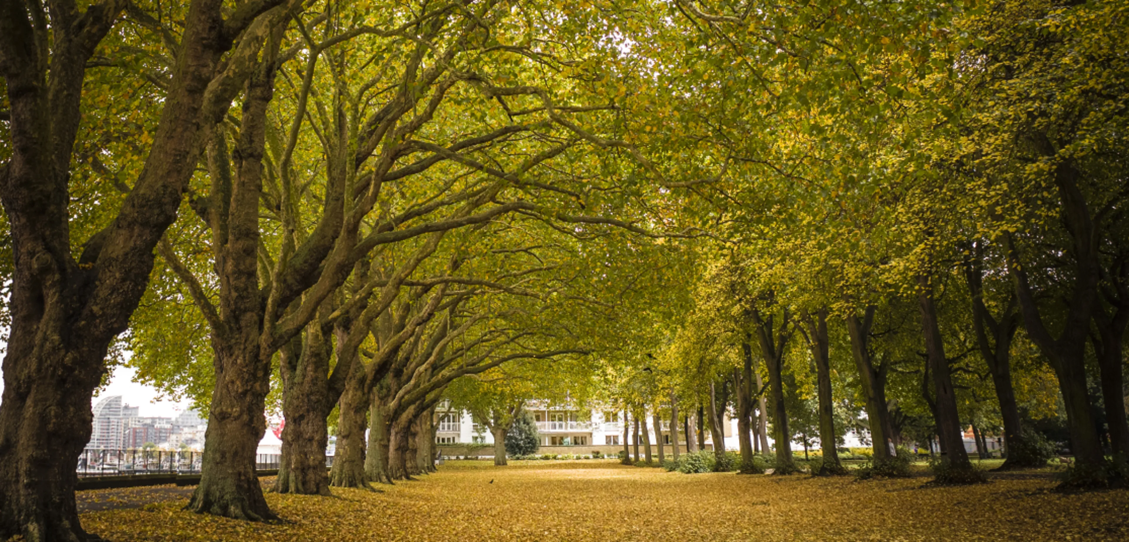 https://mr0.homeflow-assets.co.uk/files/media/image/0000/0000/dec0403485e8578d4fe98d4d0bd44028/1115x535px-WandsworthCommon.jpg