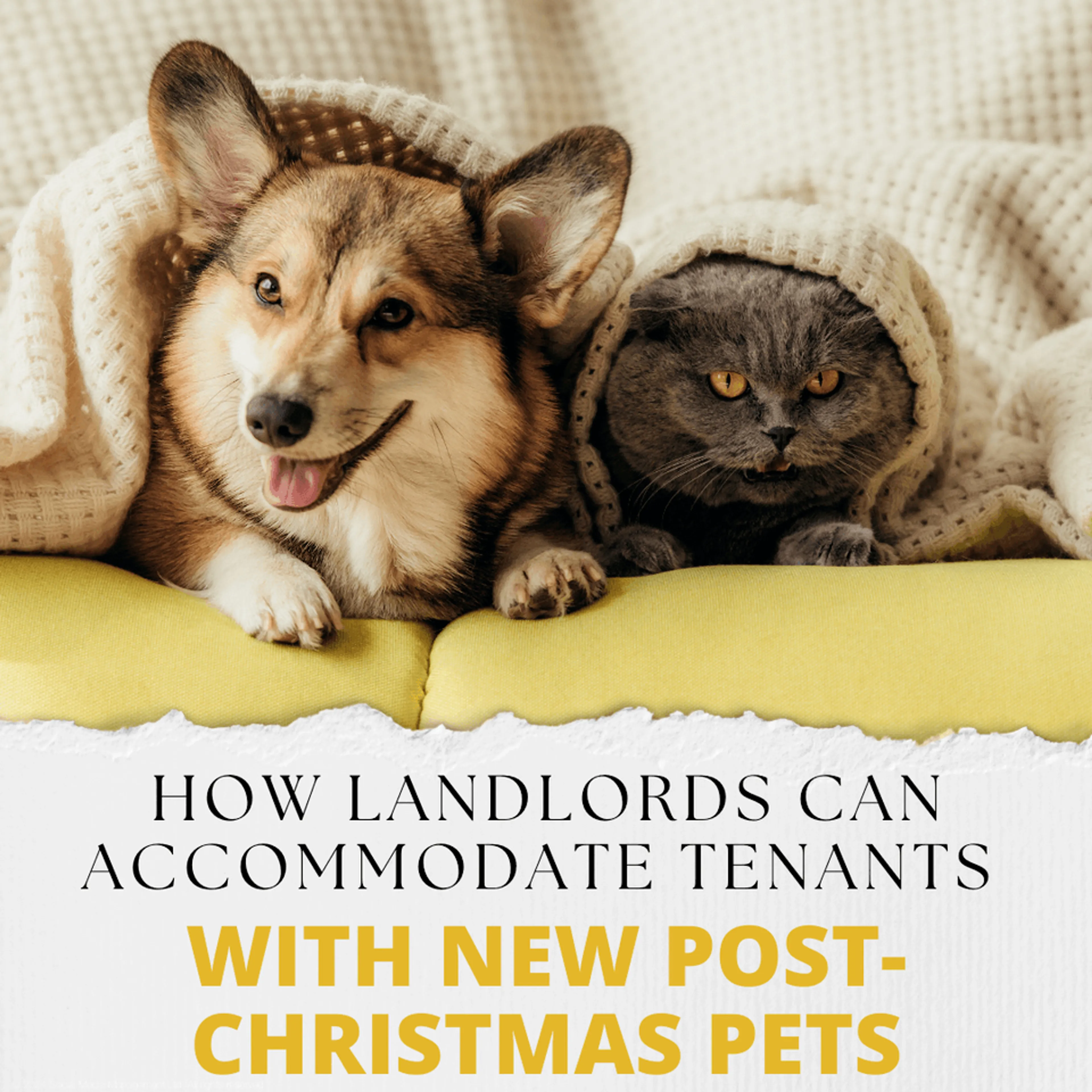 How Stoke-on-Trent Landlords Can Accommodate Tenants with New Post-Christmas Pets