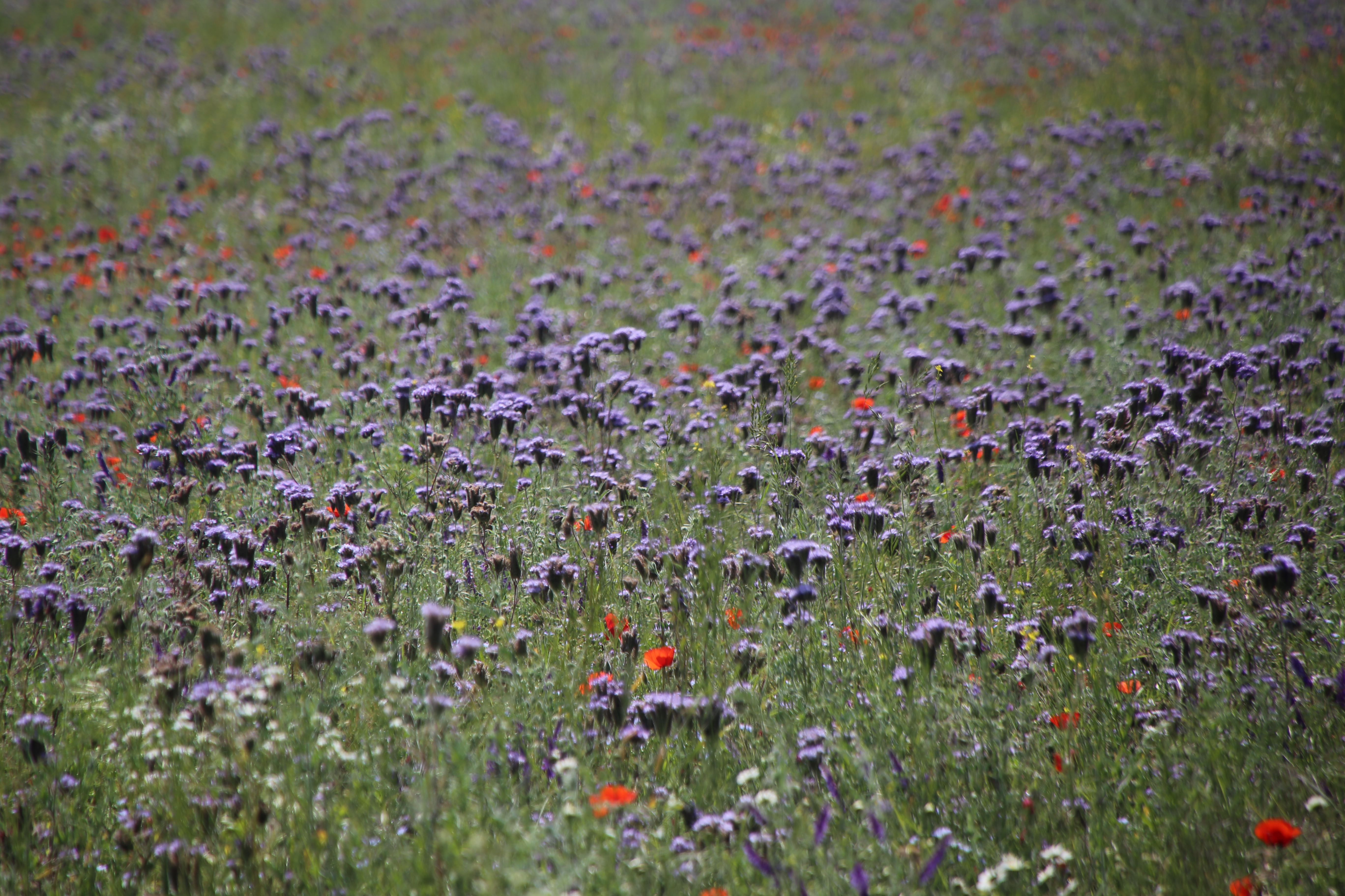 https://mr0.homeflow-assets.co.uk/files/media/image/0000/0000/d6b1f253c15ce8a78f920c7b1bc03ad4/Wildflowers.JPG