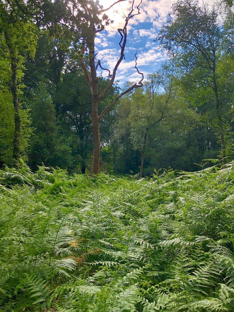 Stags property for sale in Hawkchurch, Axminster