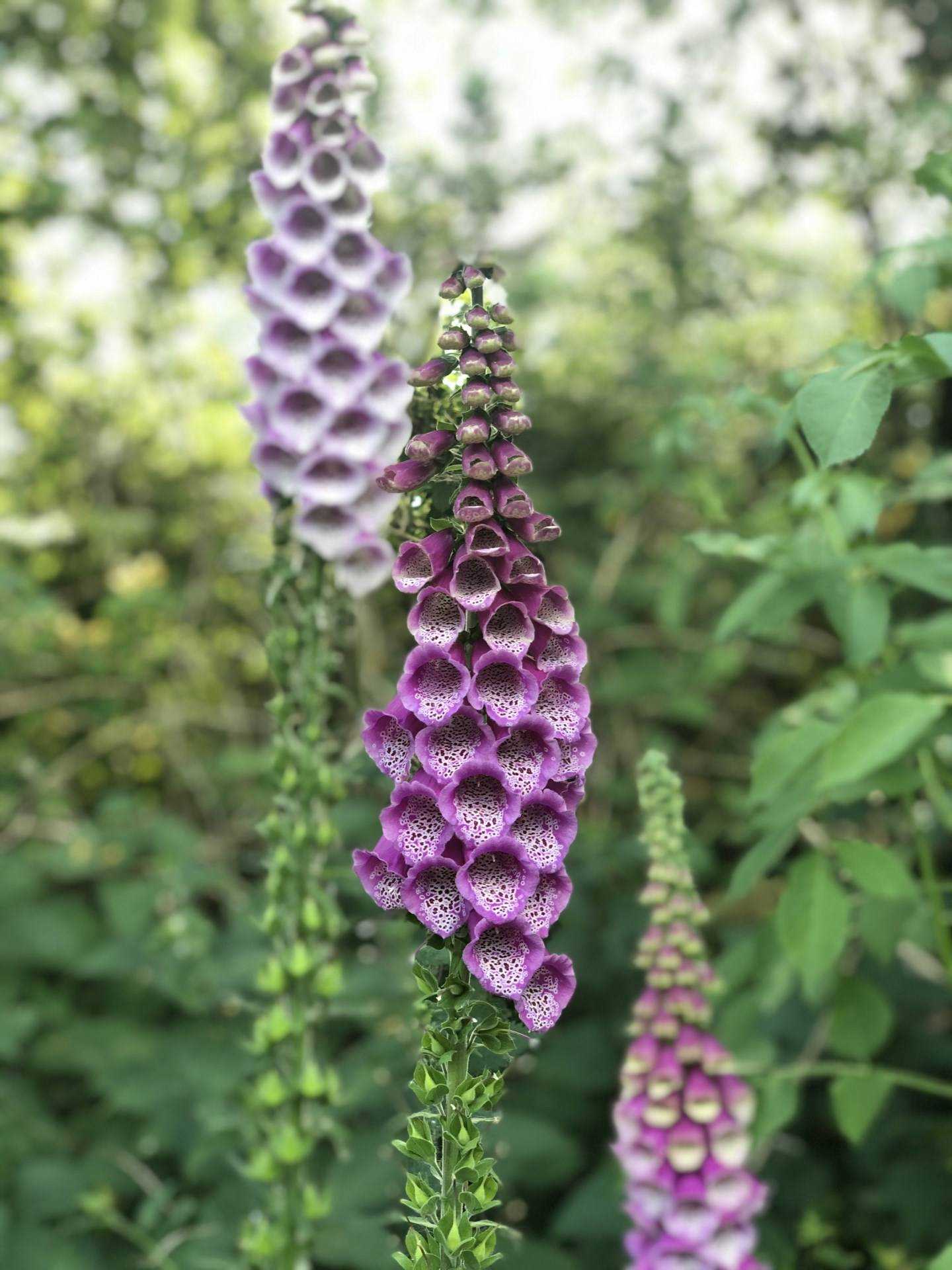 Shillingstone, Dorset Image 25