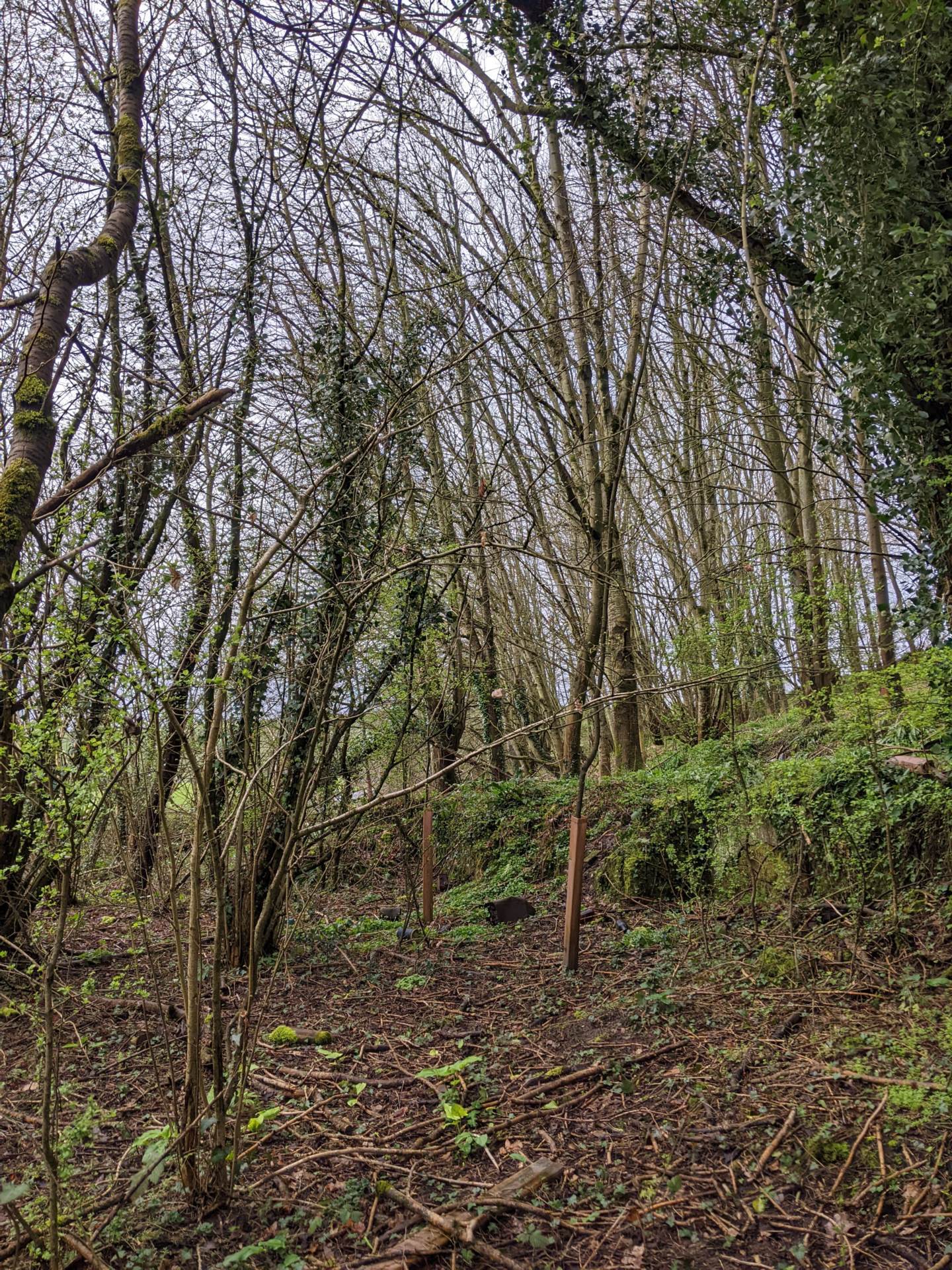 Swallowcliffe, Salisbury Image 4