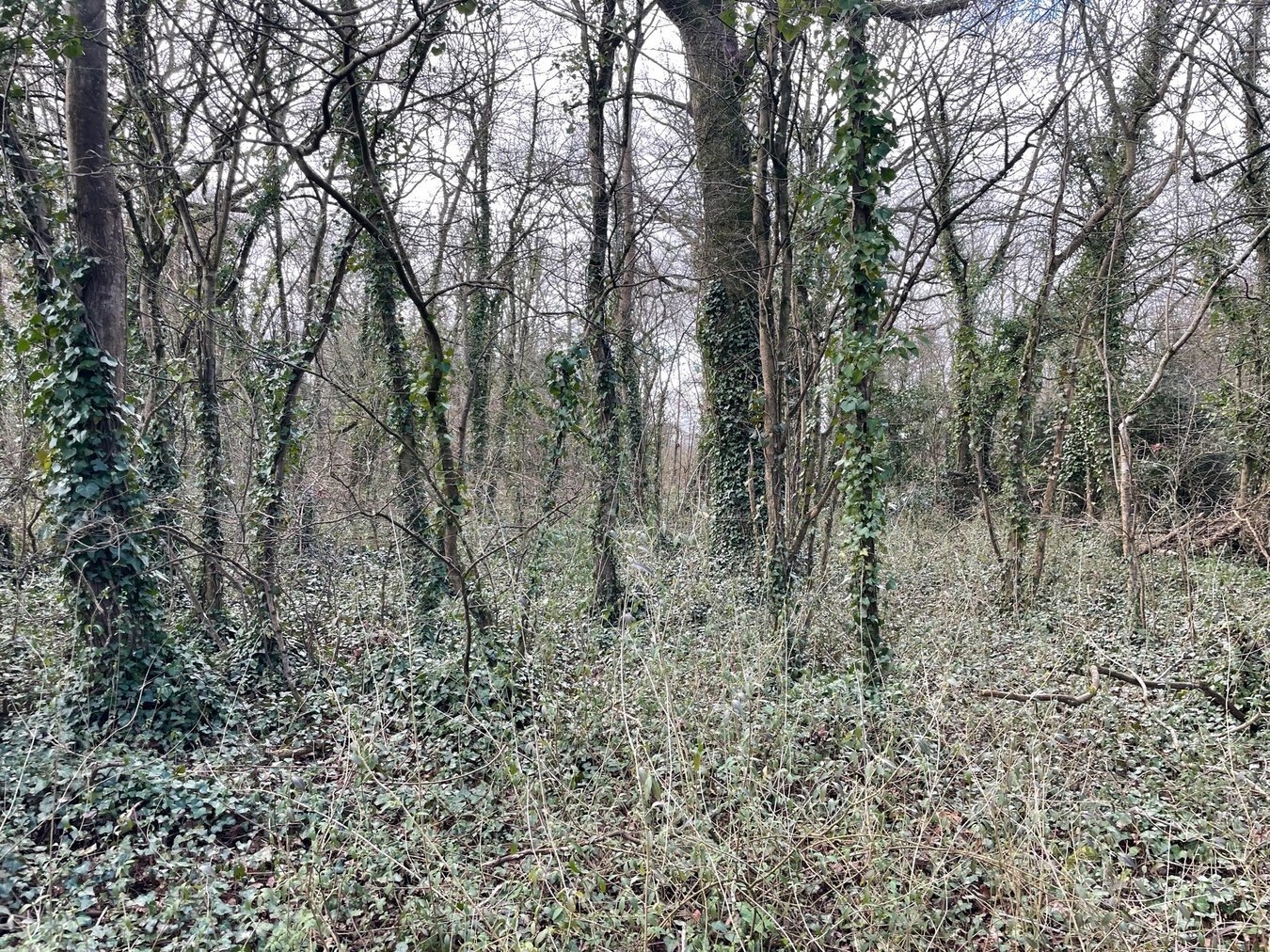 Dials Gate Lane, West Lydford, Somerton, TA11