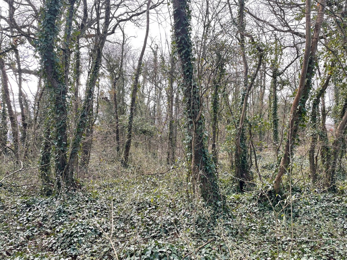 Dials Gate Lane, West Lydford, Somerton, TA11