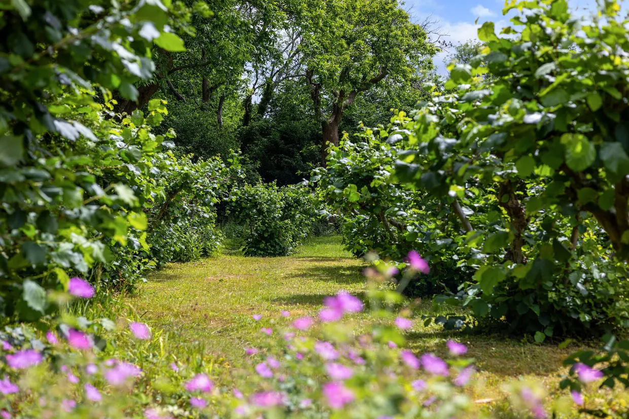 Tree Lane, Plaxtol, TN15 photo 9
