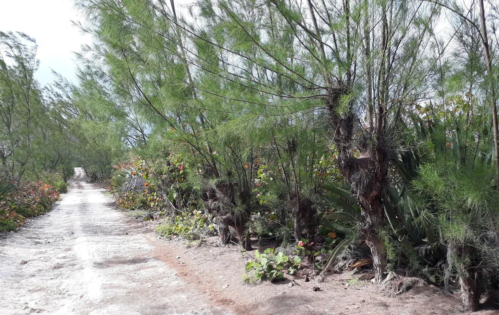 Whale Point Estates Eleuthera