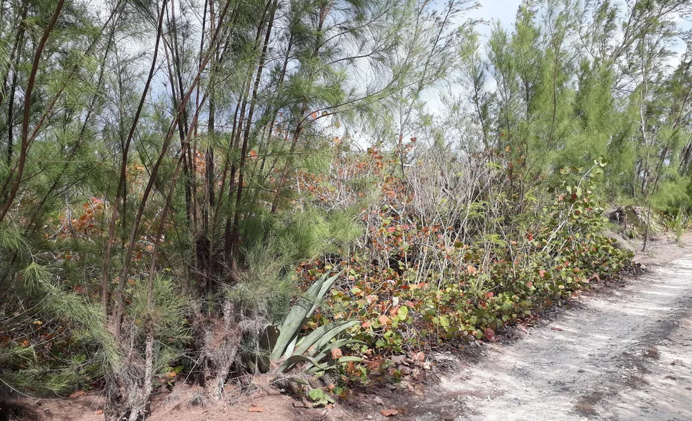 Whale Point Estates Eleuthera
