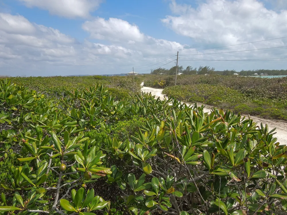 Whale Point Estates Eleuthera