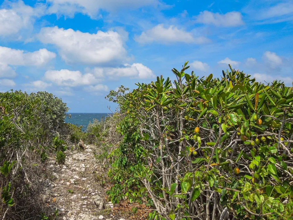 Whale Point Estates Eleuthera