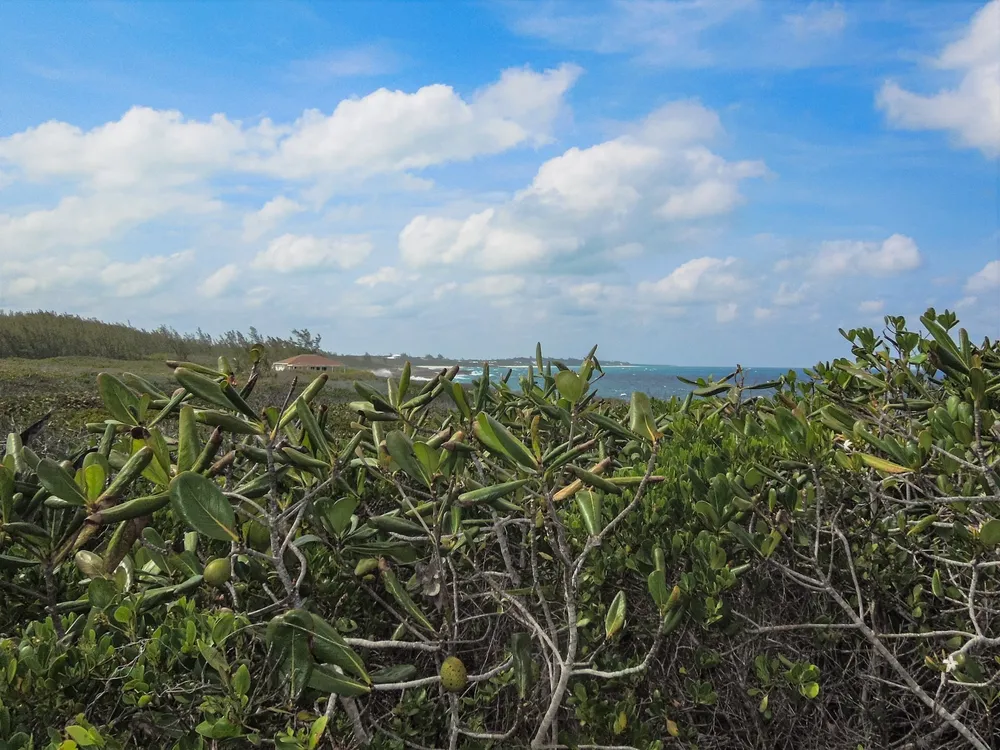 Whale Point Estates Eleuthera