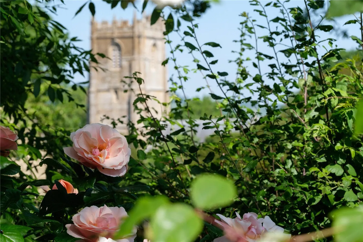 Whitchurch Canonicorum, Bridport, DT6 photo 27