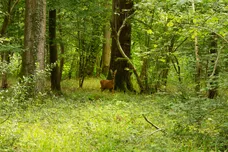 Rusper Road, Newdigate, Dorking