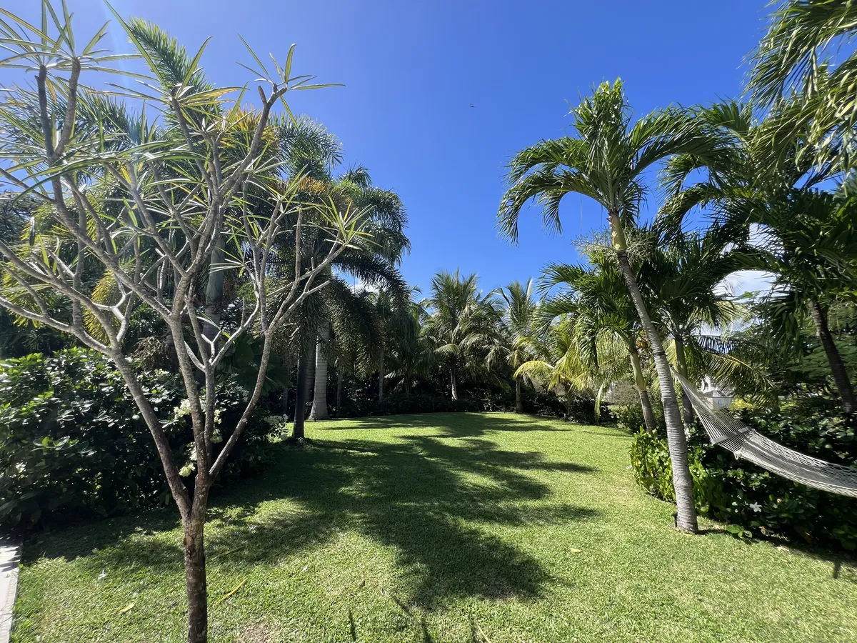 Dragonfly, Palm Grove 14