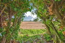 Grove Lane, Booton, Norwich