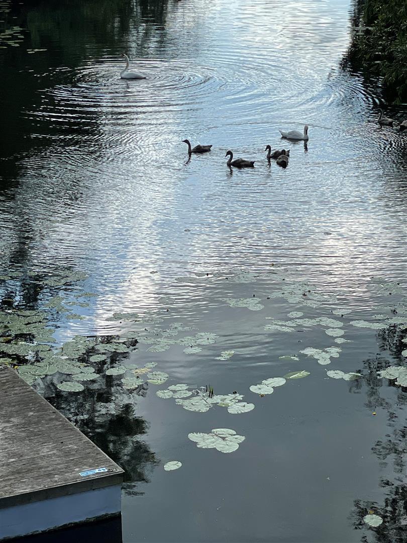Mill Lane, Dedham Image 5