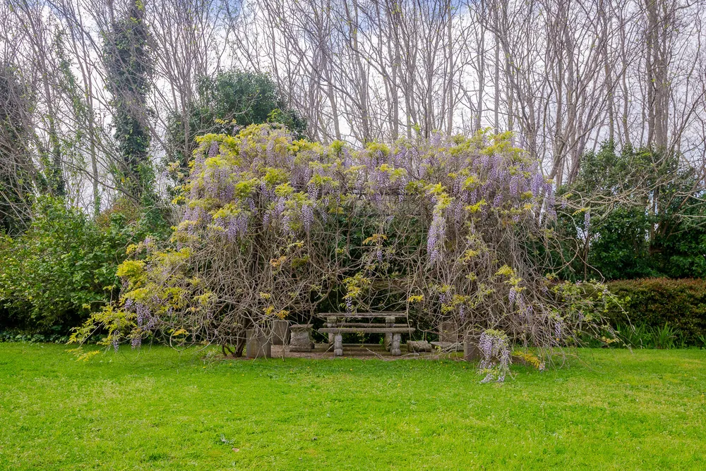 South Africa, Western Cape, Constantia