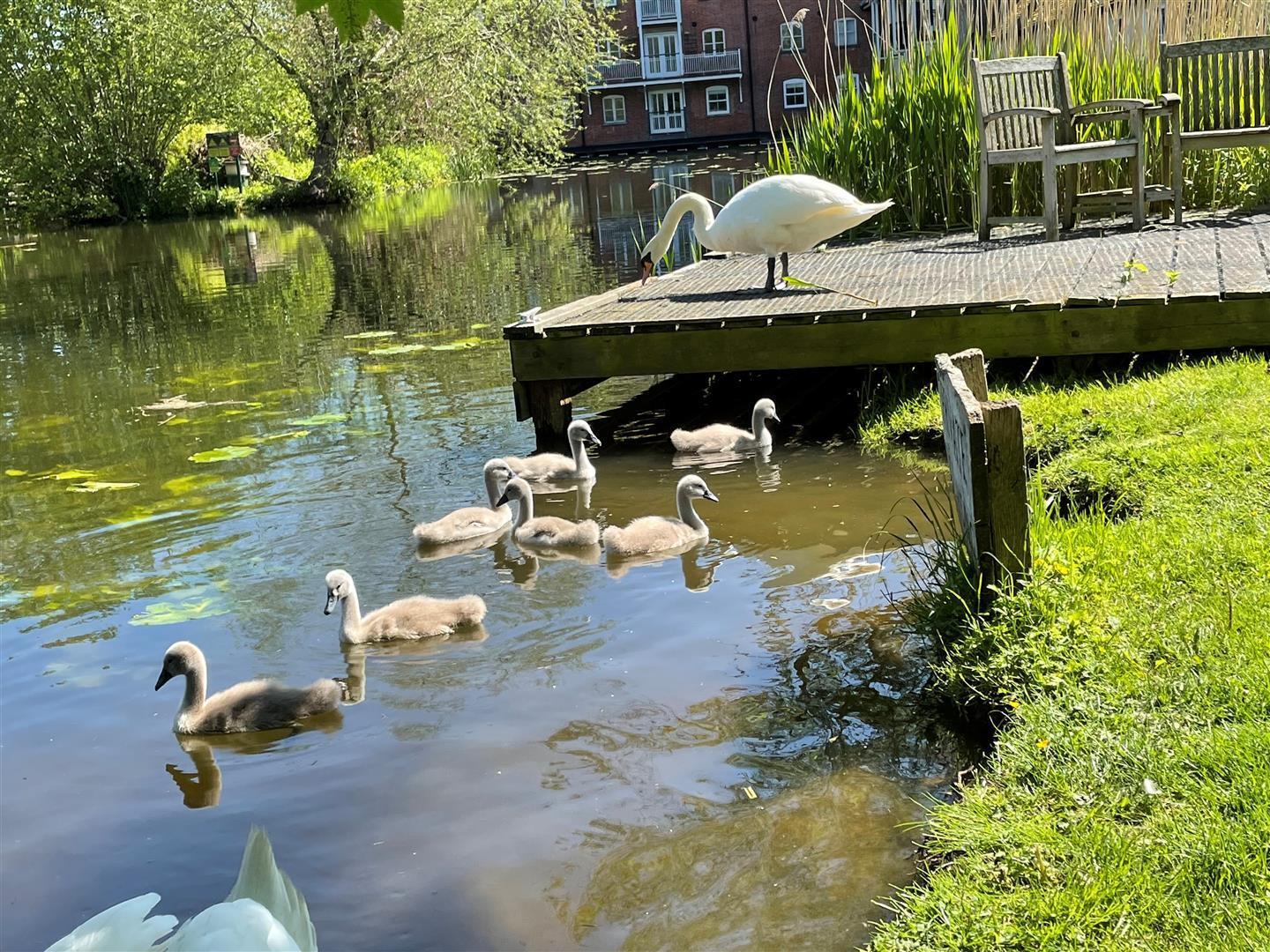 Mill Lane,Dedham Image 11