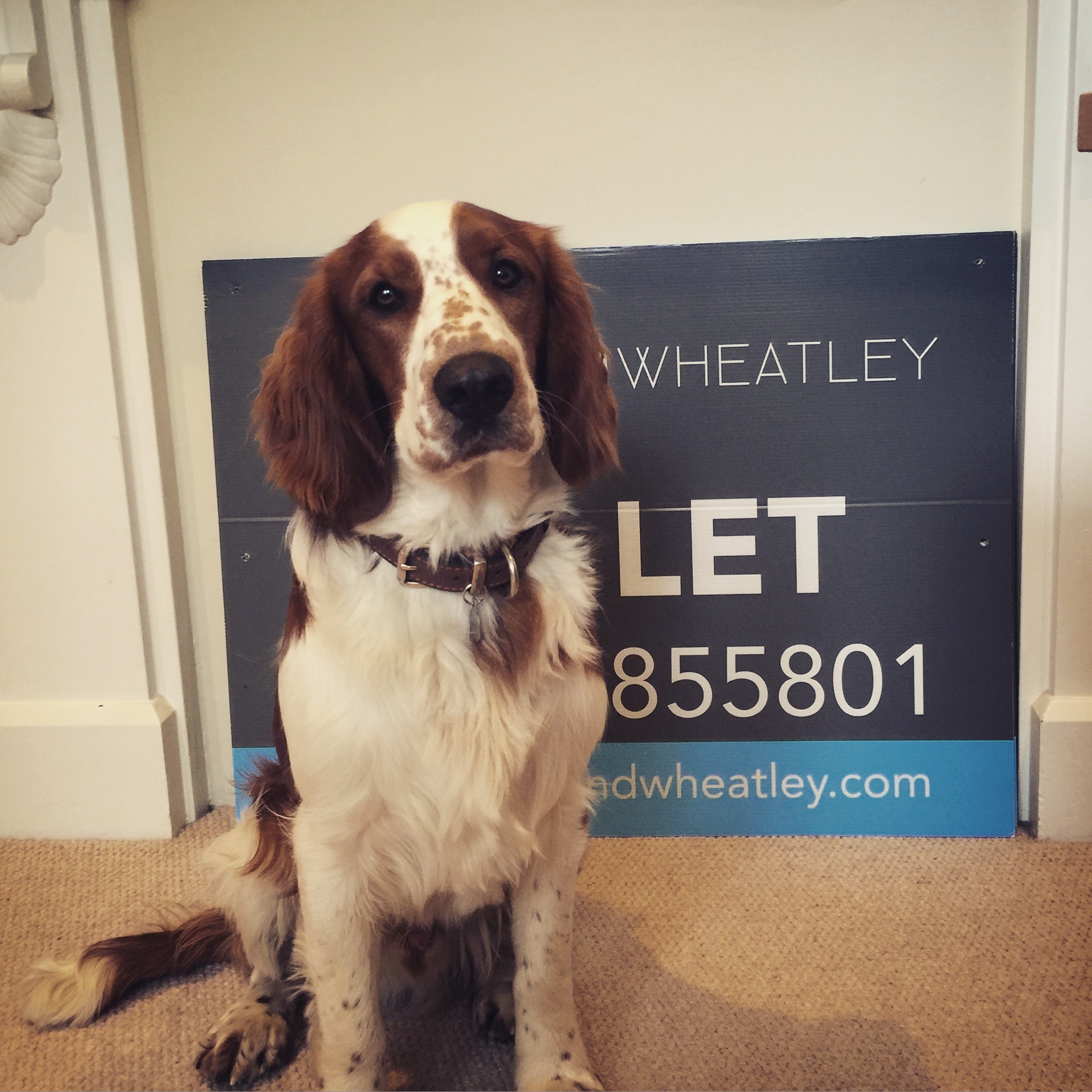 New team member! Martin and Wheatley