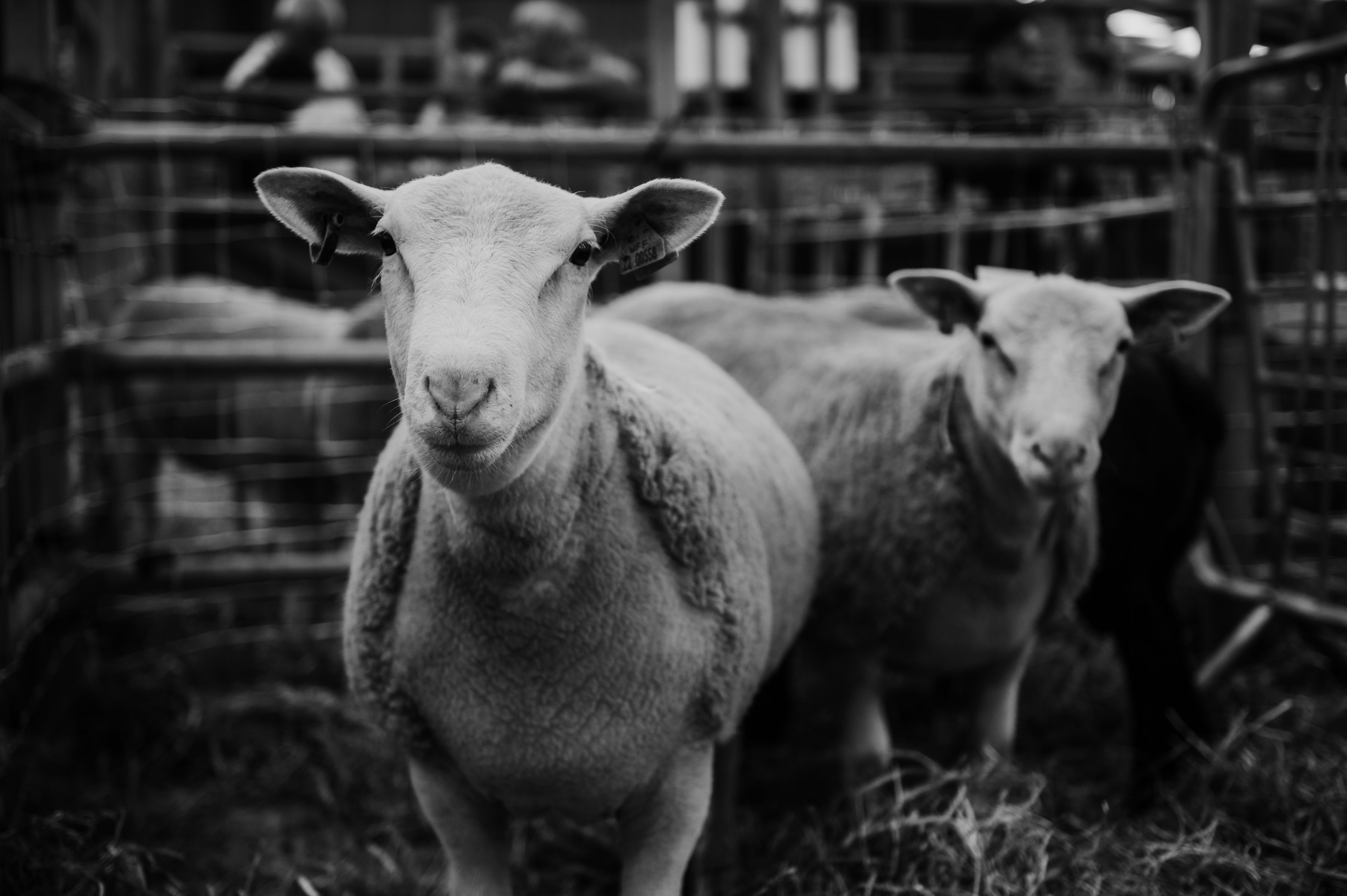 Records smashed at "Partney Fair" Special Sheep Show & Sale 2022