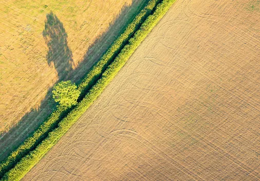 The Rock Review: What might it mean for Tenant Farmers in England?