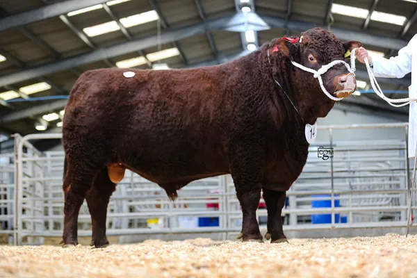 News | Red Ruby Devon Bulls Peak at 6200gns at Sedgemoor | GTH