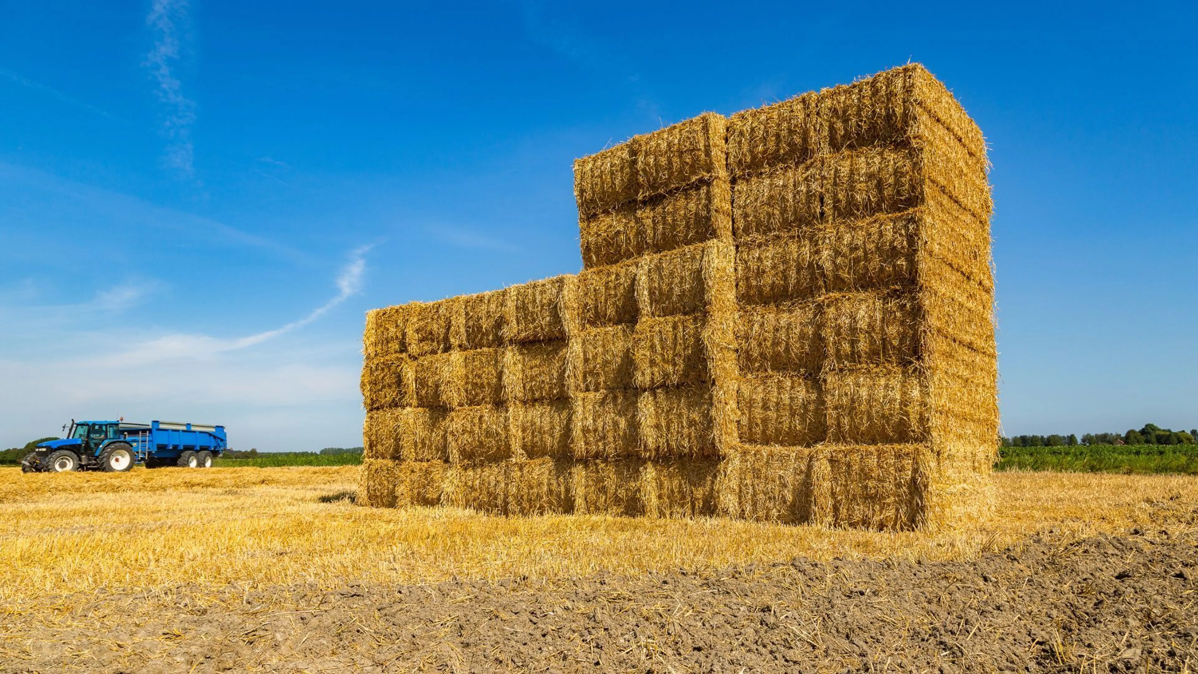 Record average at straw auction