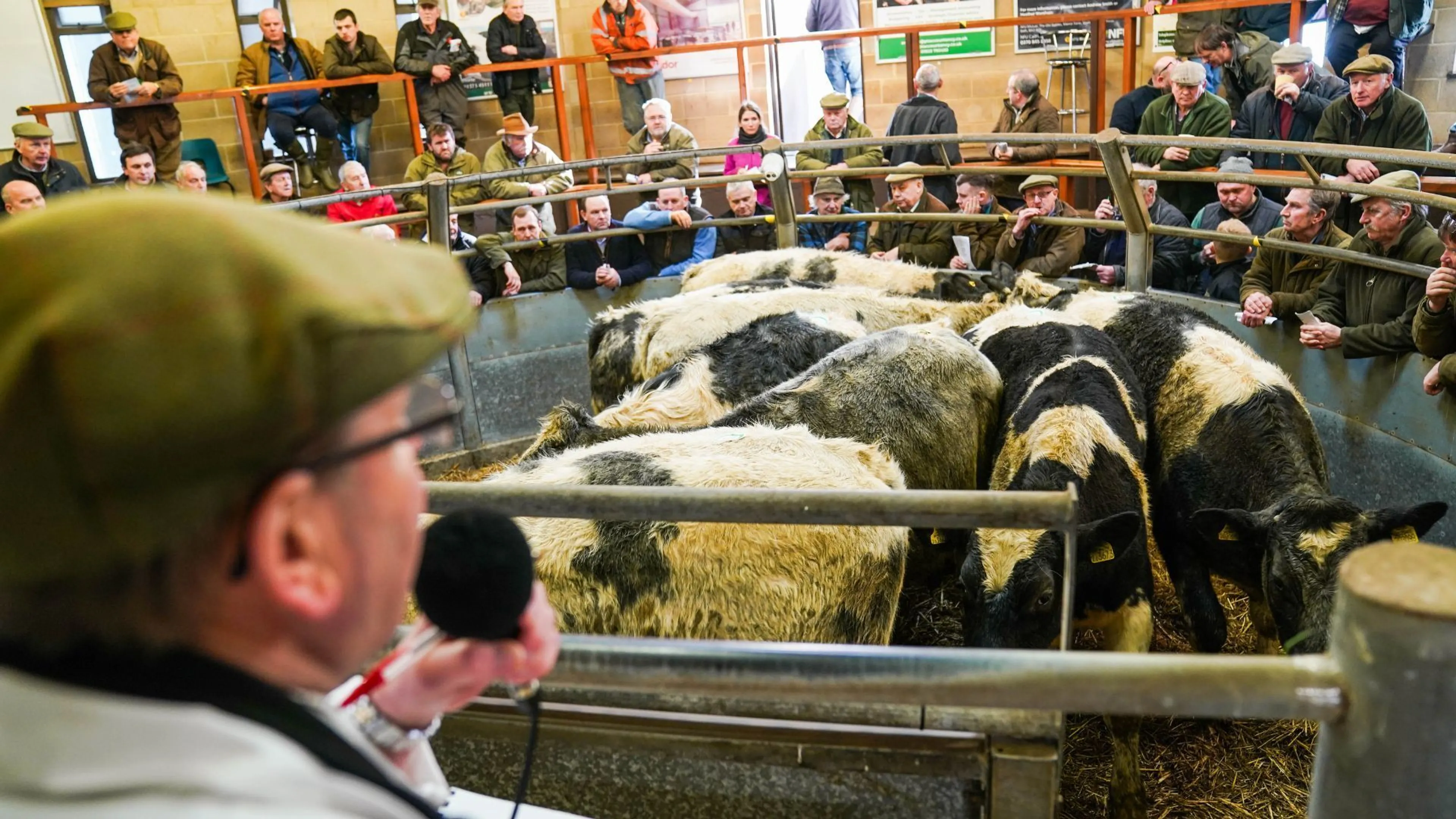 Record-breaking livestock trade continues