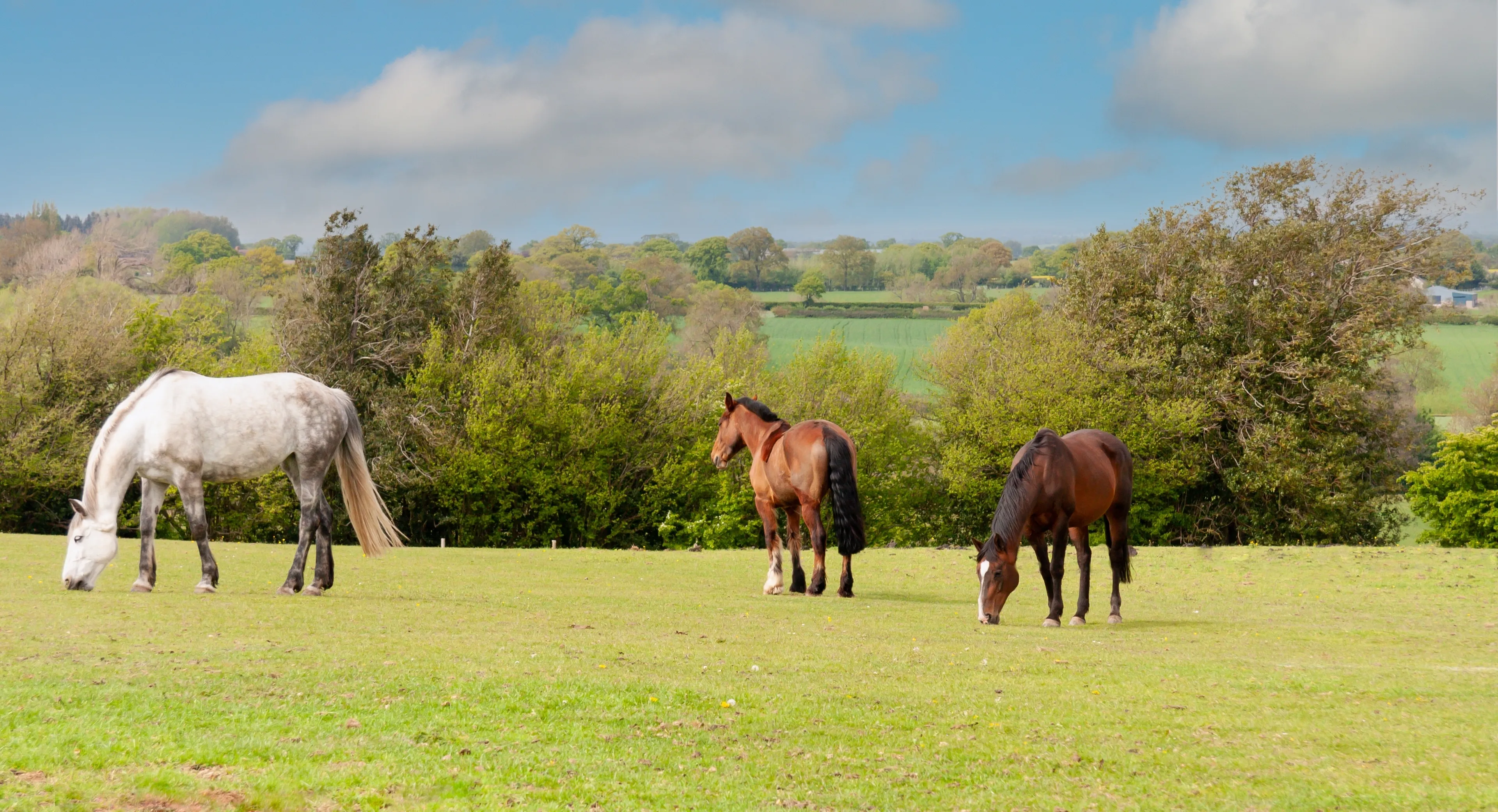 Specialist equestrian marketing and advice