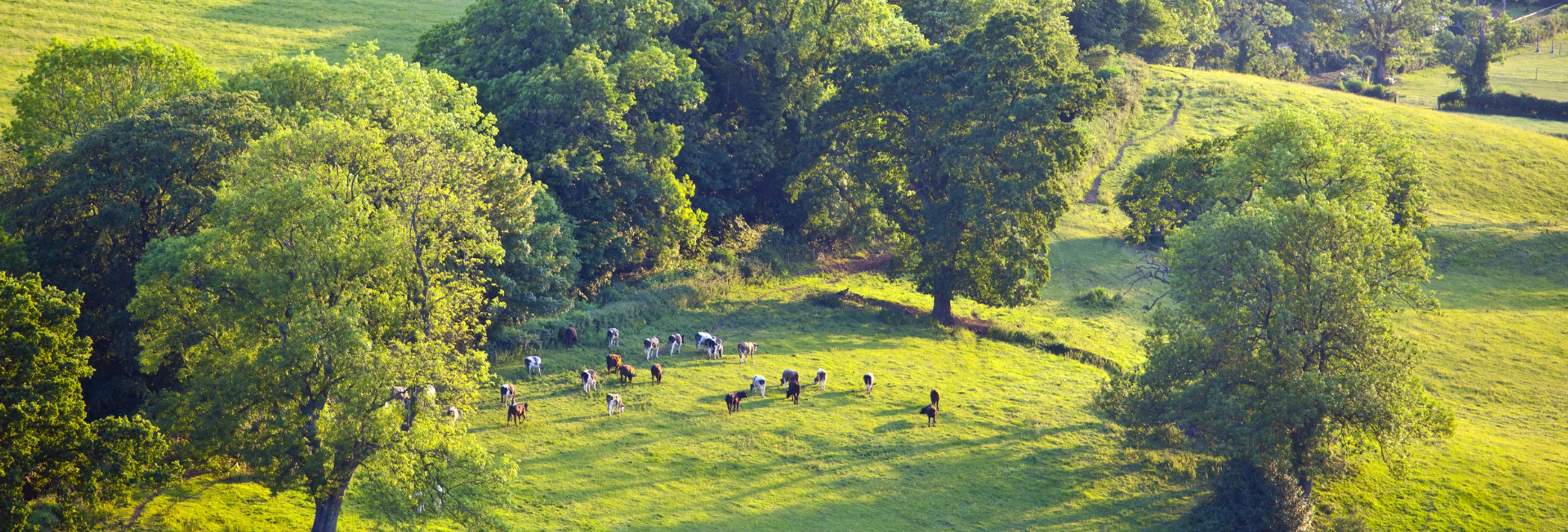 https://mr0.homeflow-assets.co.uk/files/site_asset/image/6647/2783/_x_/Rural_Hero_size.png