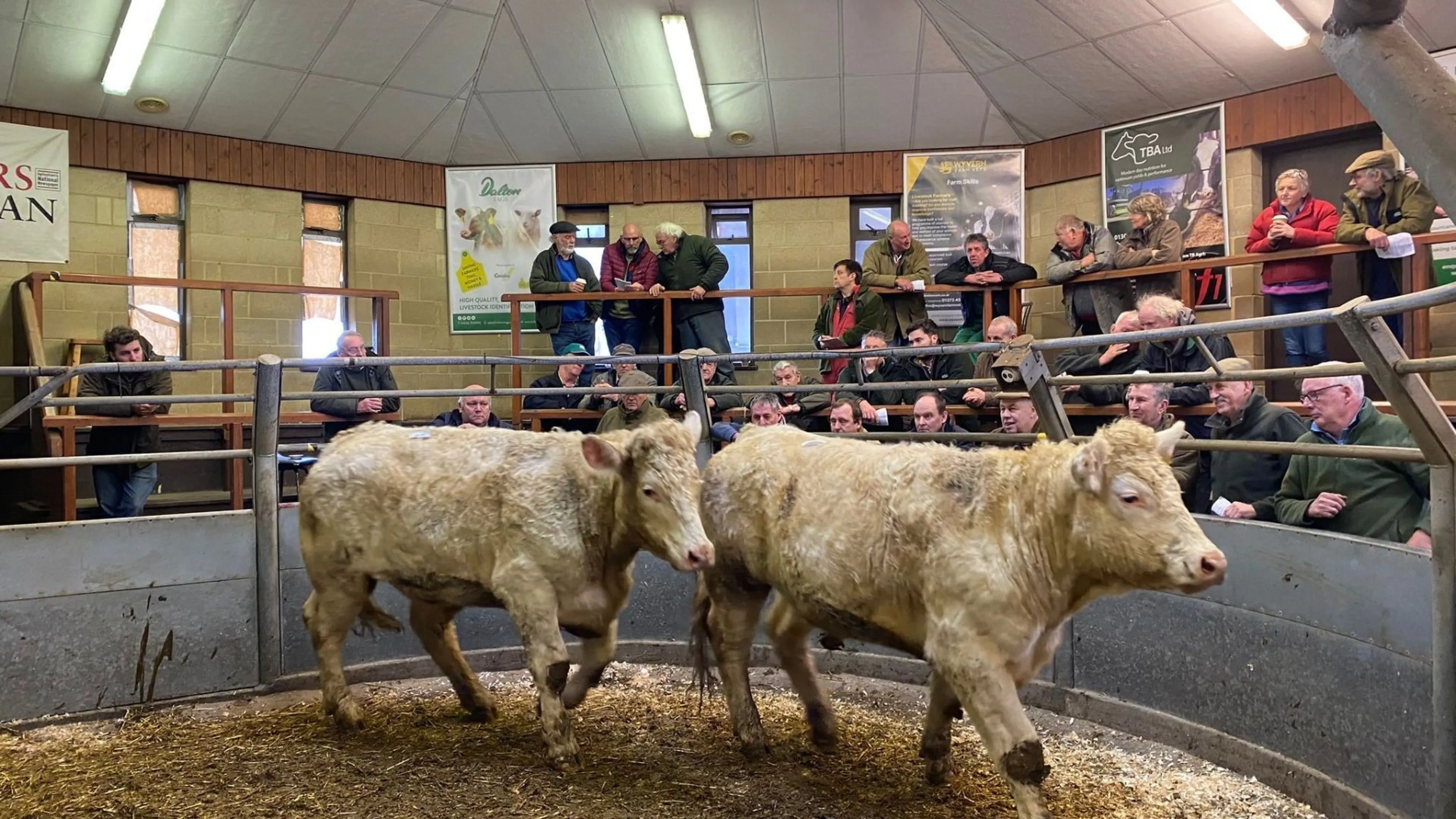 Unprecedented cattle prices bring optimism to livestock farmers in 2025