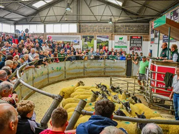 The Great Annual Sheep Fair: Tuesday 18th August 2026