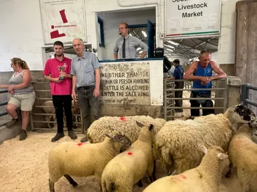 South Molton Market Report 28th May 2026