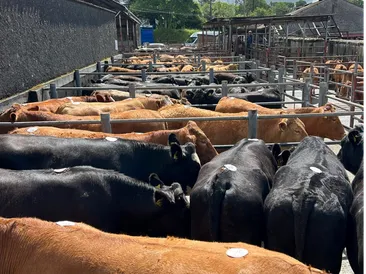 June Cattle & Sheep Fair 2026