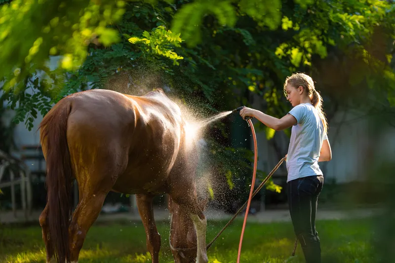 Caring For Your Horse in Hot Weather