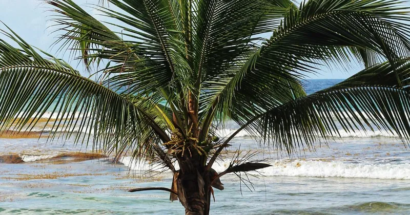 Villa vs All-Inclusive Resort in Barbados