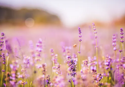 Biodiversity Net Gain reforms announced – what planning applicants need to know