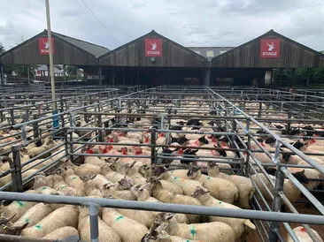 South Molton Market Report 23rd July 2026