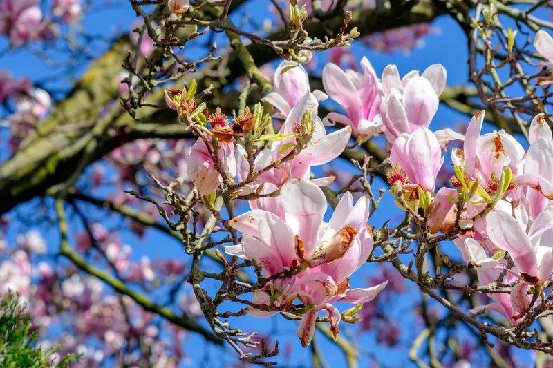 Is Spring the Perfect Time to Sell Your Runcorn Family Home?