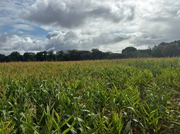 17.5 Acres of Standing Maize Near Upton Pyne, Exeter, Devon, 