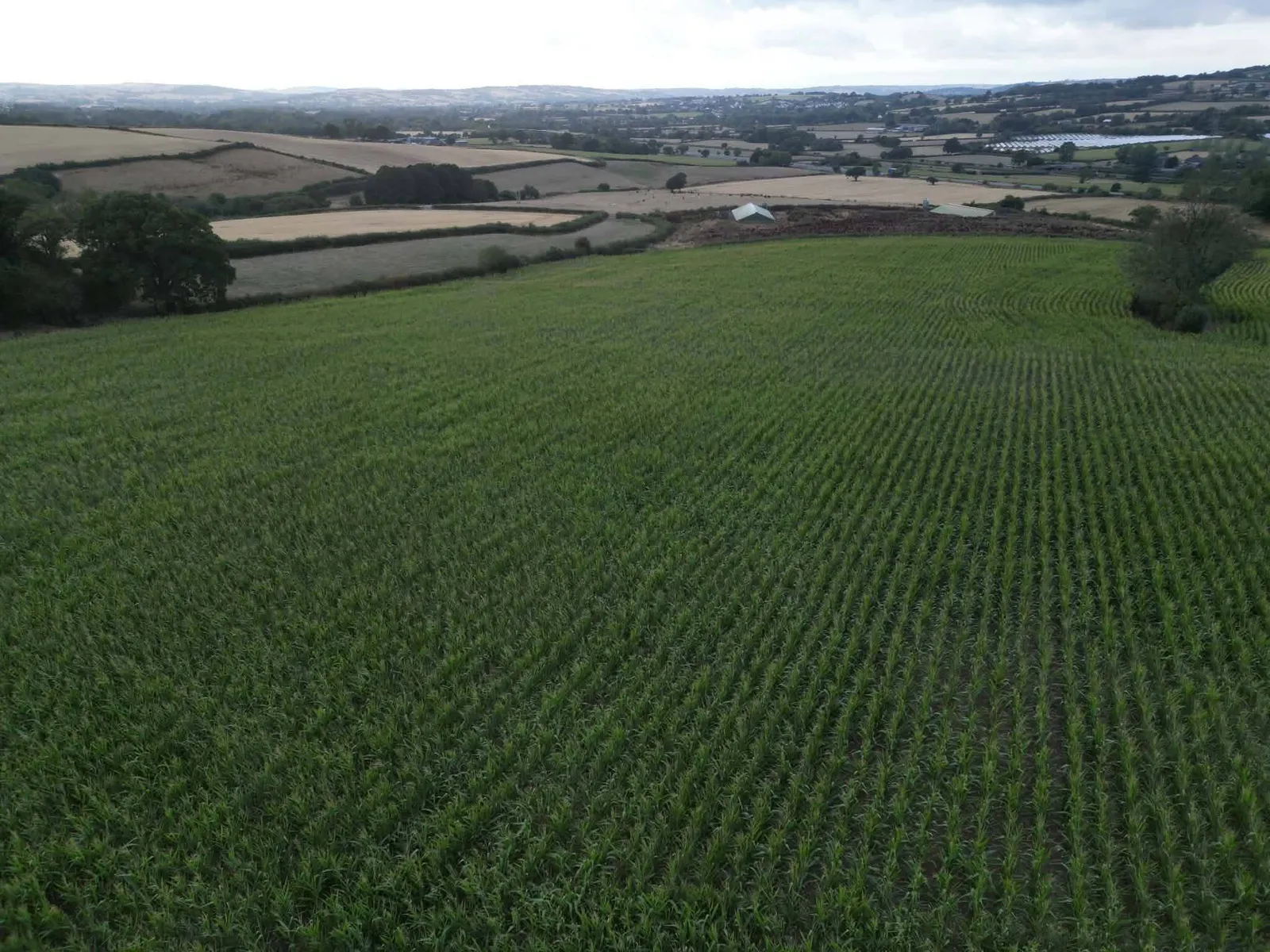 15.2 Acres of Standing Maize at Appledore Farm, Burlescombe, Tiverton, EX16 7LQ