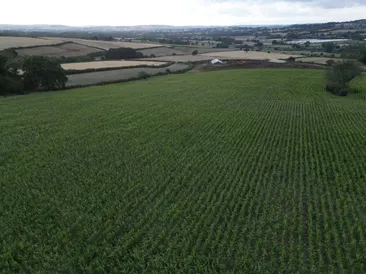 15.2 Acres of Standing Maize at Appledore Farm, Burlescombe, Tiverton, EX16 7LQ