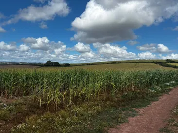 30 Acres of Standing Maize at Elstone Farm, Chulmleigh, Devon, EX18 7AQ