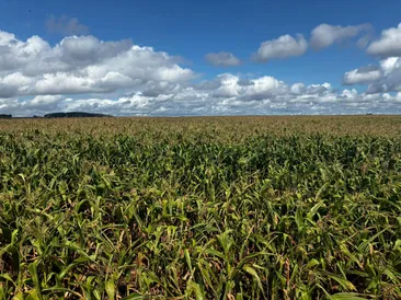 40 Acres of Standing Maize at Grange Farm, Coldridge, Crediton, EX17 6AY