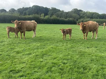 For Sale by Private Treaty 5 Pedigree South Devon Cows & Calves 